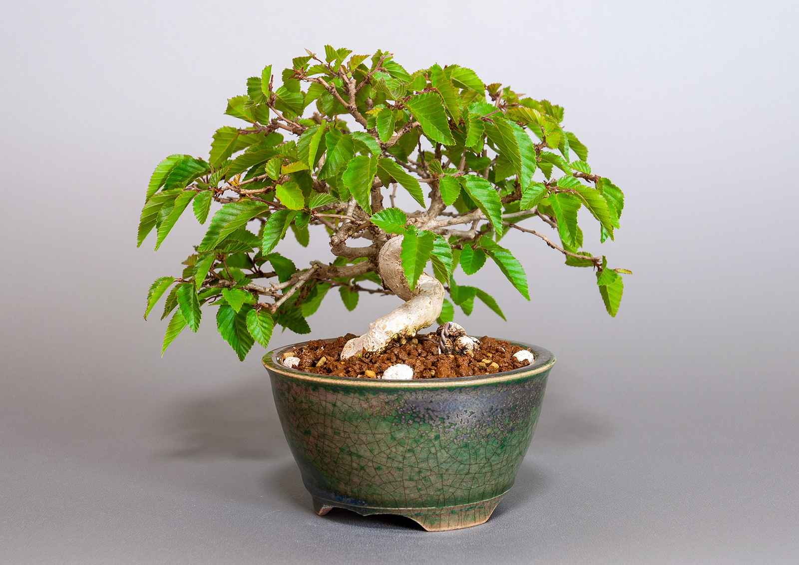 イワシデ-W1-7（いわしで・岩四手）雑木盆栽を右側から見た景色・Carpinus turczaninovii Hance bonsai