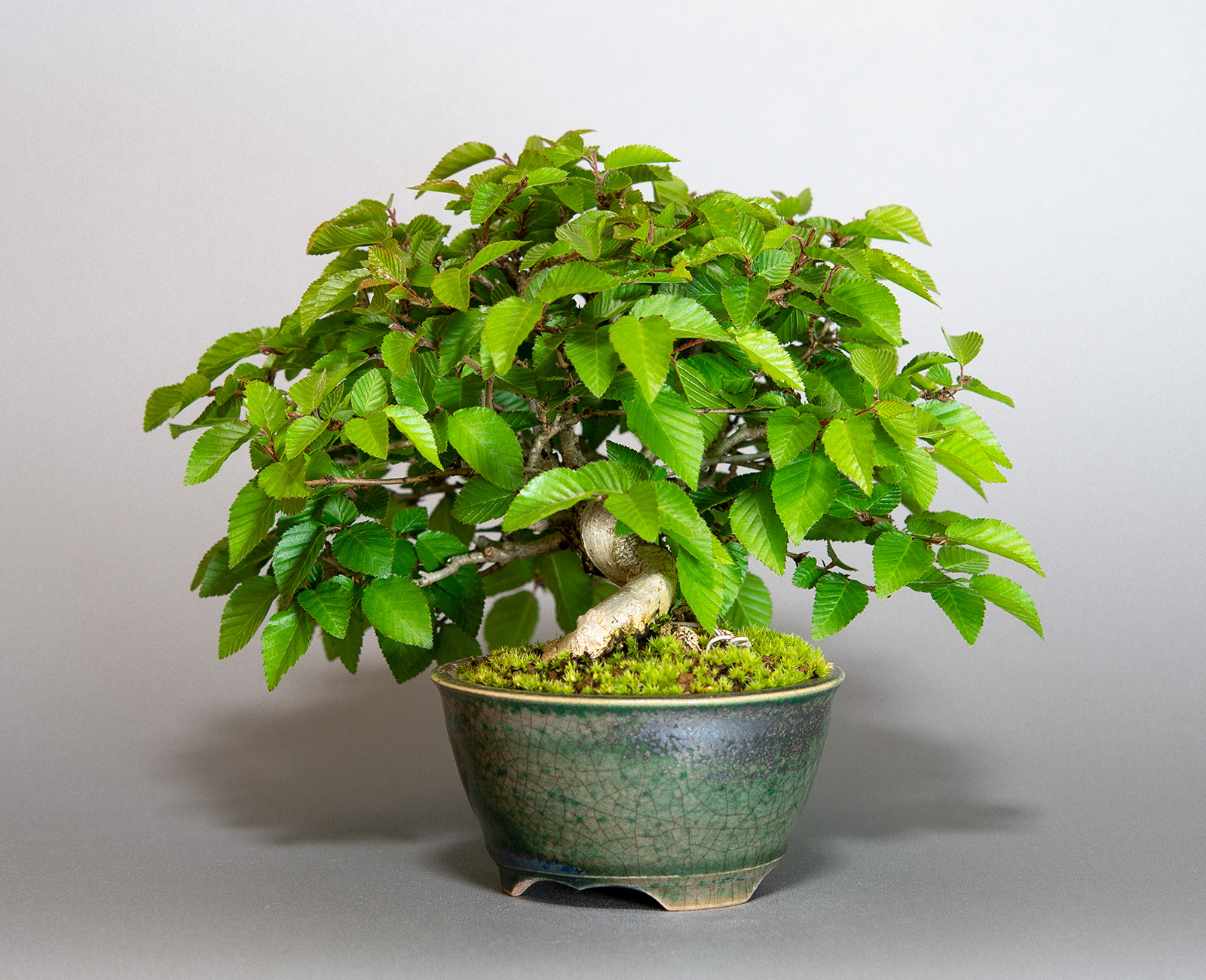 イワシデ-W1（いわしで・岩四手）雑木盆栽を右側から見た景色・Carpinus turczaninovii Hance bonsai