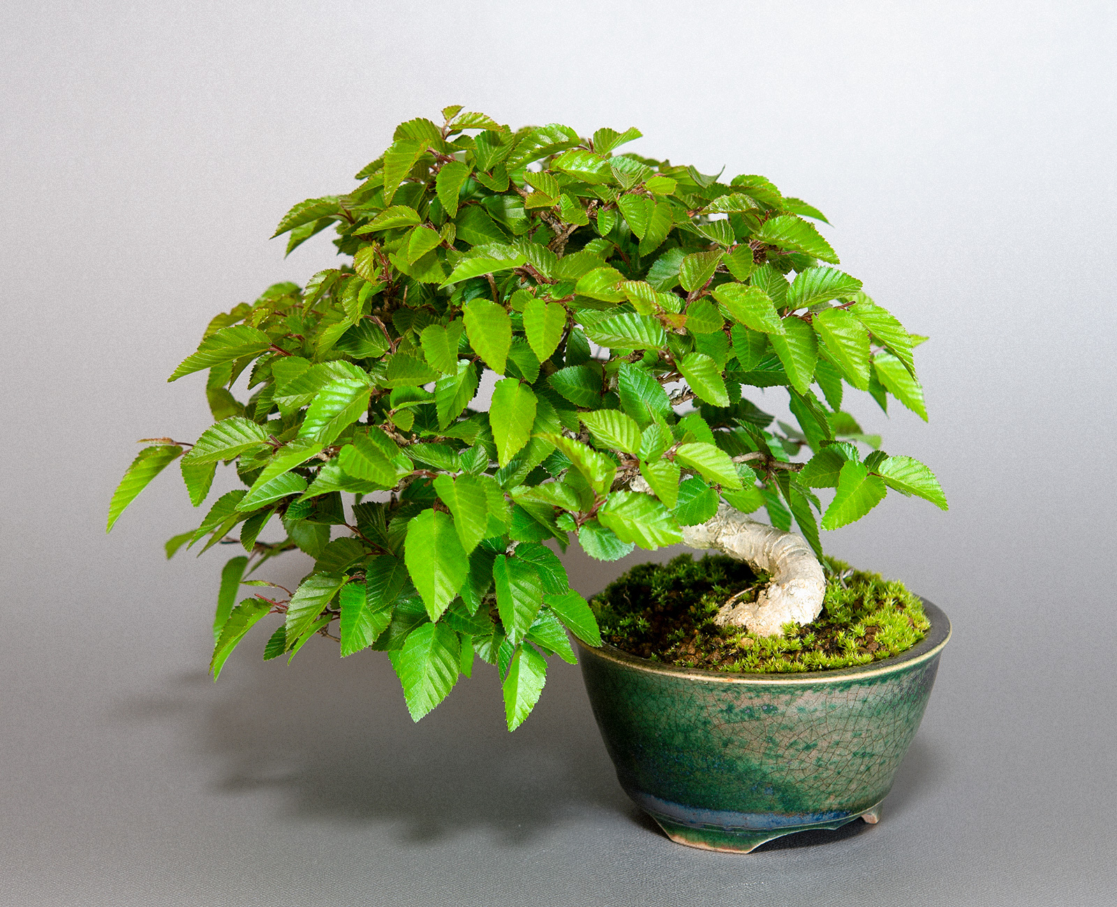 イワシデ-W1（いわしで・岩四手）雑木盆栽を別側から見た景色・Carpinus turczaninovii Hance bonsai