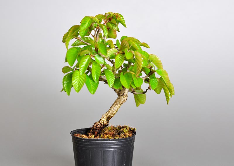 イワシデ-X1（いわしで・岩四手）雑木盆栽の販売と育て方・作り方・Carpinus turczaninovii Hance bonsai