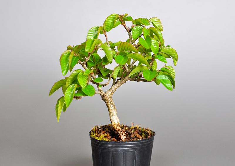 イワシデ-X1（いわしで・岩四手）雑木盆栽を裏側から見た景色・Carpinus turczaninovii Hance bonsai