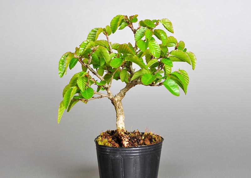 イワシデ-X1（いわしで・岩四手）雑木盆栽を左側から見た景色・Carpinus turczaninovii Hance bonsai