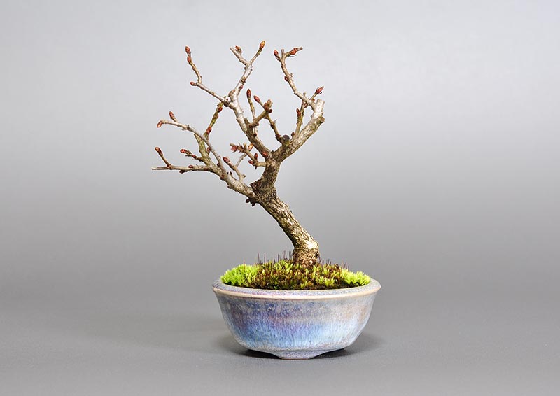 イワシデ-Z1-1（いわしで・岩四手）雑木盆栽の販売と育て方・作り方・Carpinus turczaninovii Hance bonsai