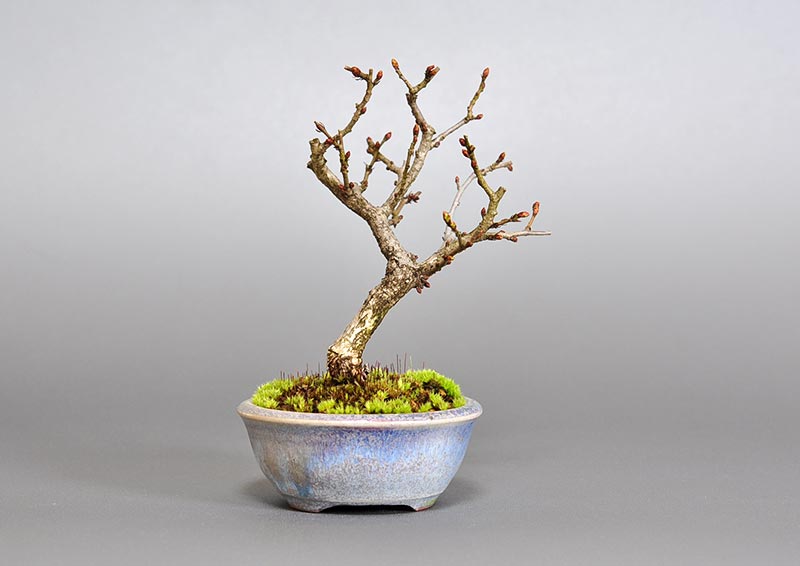 イワシデ-Z1-1（いわしで・岩四手）雑木盆栽を裏側から見た景色・Carpinus turczaninovii Hance bonsai