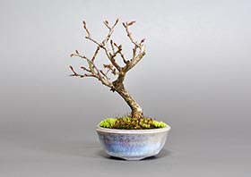 イワシデ-Z1-1（いわしで・岩四手）雑木盆栽の成長記録-1・Carpinus turczaninovii Hance bonsai