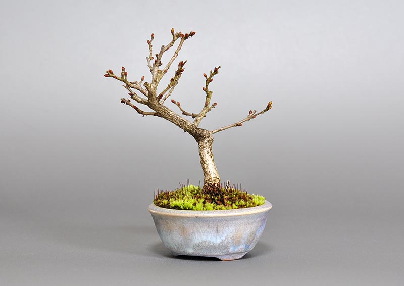 イワシデ-Z1-1（いわしで・岩四手）雑木盆栽を右側から見た景色・Carpinus turczaninovii Hance bonsai