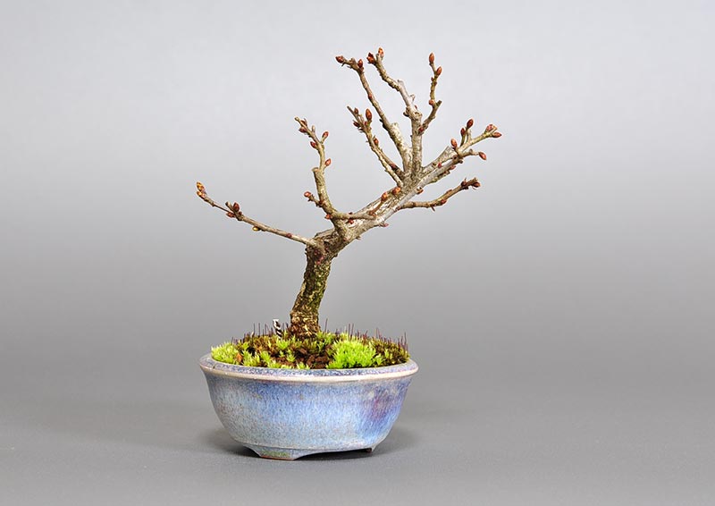 イワシデ-Z1-1（いわしで・岩四手）雑木盆栽を左側から見た景色・Carpinus turczaninovii Hance bonsai