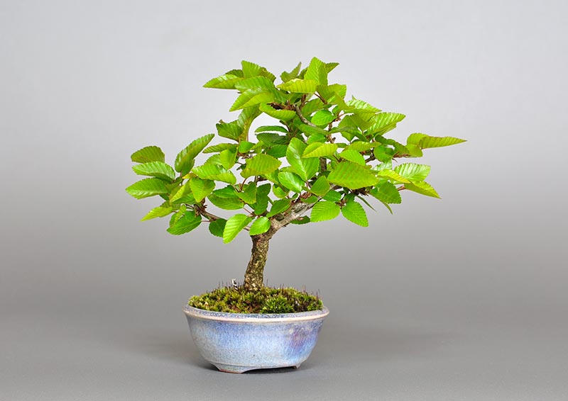 イワシデ-Z1（いわしで・岩四手）雑木盆栽の販売と育て方・作り方・Carpinus turczaninovii Hance bonsai