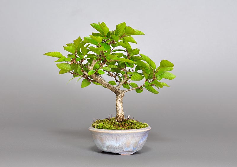 イワシデ-Z1（いわしで・岩四手）雑木盆栽を裏側から見た景色・Carpinus turczaninovii Hance bonsai