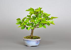 イワシデ-Z1（岩四手盆栽）Carpinus turczaninovii Hance bonsaiの販売・通販店｜Bonsai trees Shop