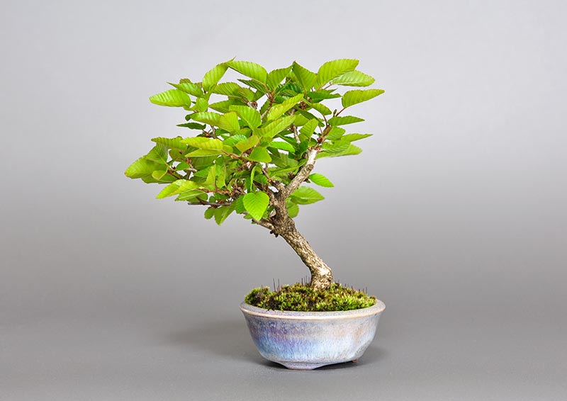 イワシデ-Z1（いわしで・岩四手）雑木盆栽を右側から見た景色・Carpinus turczaninovii Hance bonsai