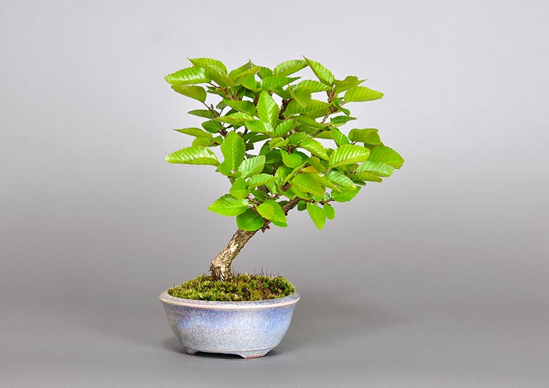 イワシデ-Z1（いわしで・岩四手）雑木盆栽を左側から見た景色・Carpinus turczaninovii Hance bonsai