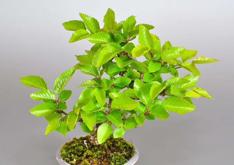 イワシデ-Z1（いわしで・岩四手）雑木盆栽を別側から見た景色・Carpinus turczaninovii Hance bonsai