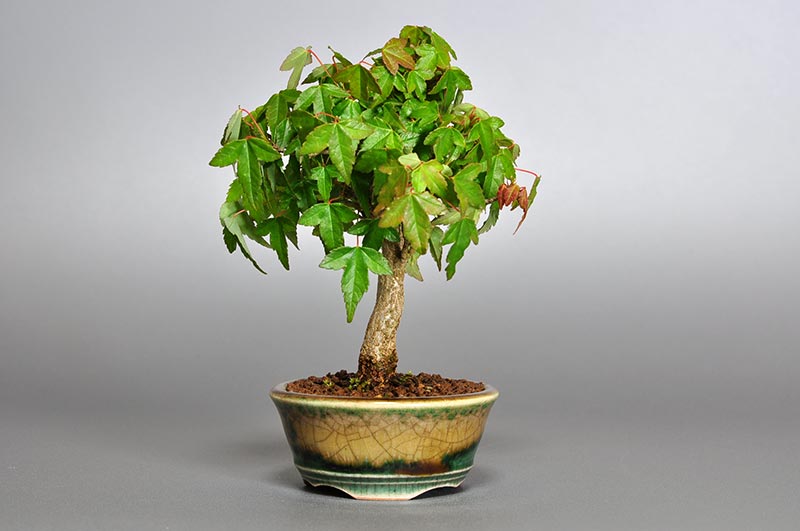 トウカエデ-D2（とうかえで・唐楓）雑木盆栽の販売と育て方・作り方・Acer buergerianum bonsai