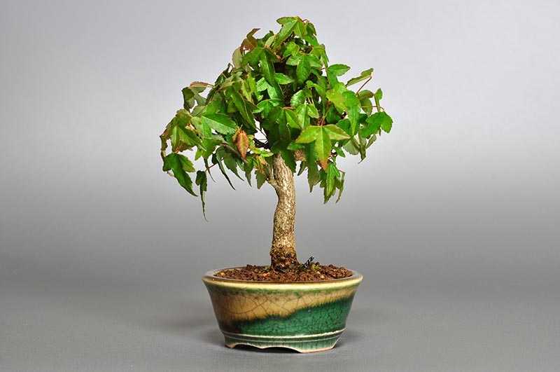 豆盆栽・トウカエデ-D2（とうかえで・唐楓）雑木盆栽を右側から見た景色・Acer buergerianum bonsai