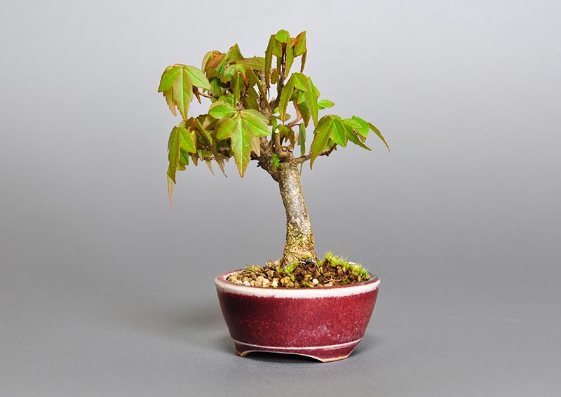 トウカエデ-F2（とうかえで・唐楓）雑木盆栽を右側から見た景色・Acer buergerianum bonsai