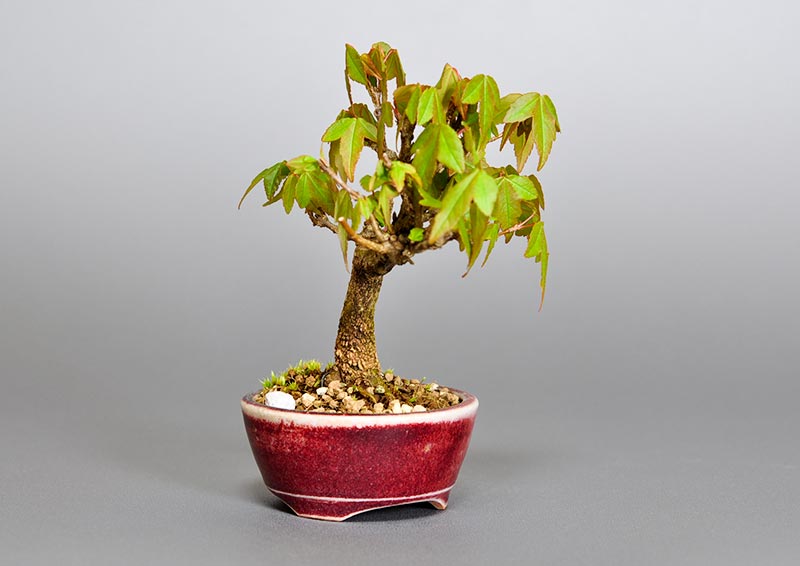 トウカエデ-F2（とうかえで・唐楓）雑木盆栽を左側から見た景色・Acer buergerianum bonsai