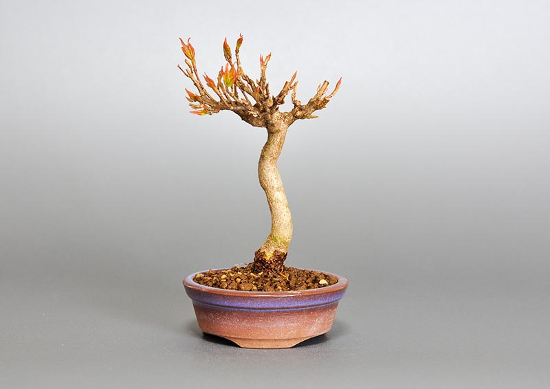 トウカエデ-G2（とうかえで・唐楓）雑木盆栽の販売と育て方・作り方・Acer buergerianum bonsai
