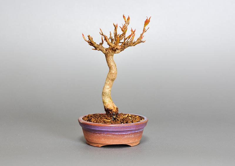 トウカエデ-G2（とうかえで・唐楓）雑木盆栽を裏側から見た景色・Acer buergerianum bonsai