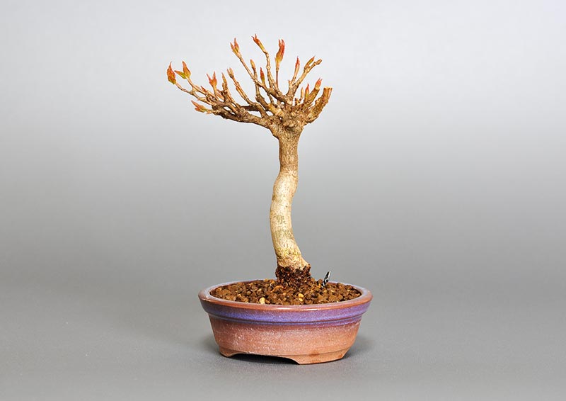 トウカエデ-G2（とうかえで・唐楓）雑木盆栽を右側から見た景色・Acer buergerianum bonsai