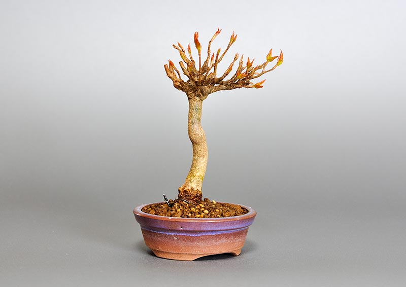 トウカエデ-G2（とうかえで・唐楓）雑木盆栽を左側から見た景色・Acer buergerianum bonsai