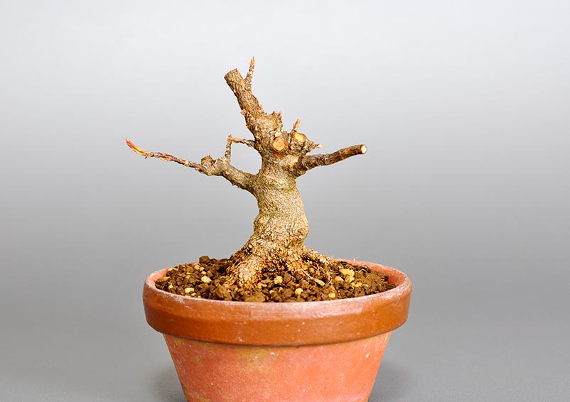トウカエデ-H2-1（とうかえで・唐楓）雑木盆栽の販売と育て方・作り方・Acer buergerianum bonsai