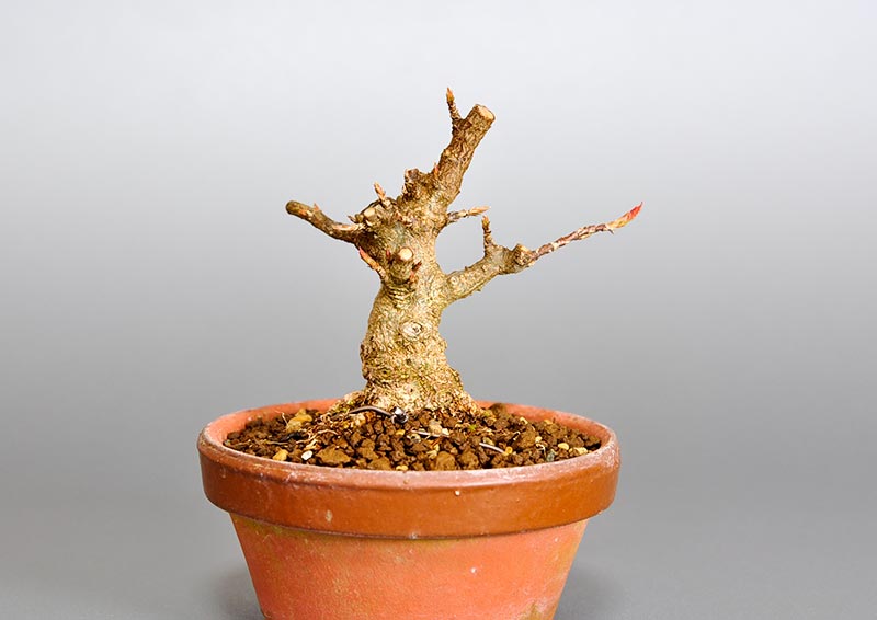 トウカエデ-H2-1（とうかえで・唐楓）雑木盆栽を裏側から見た景色・Acer buergerianum bonsai