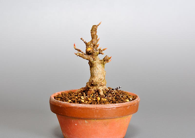 トウカエデ-H2-1（とうかえで・唐楓）雑木盆栽を右側から見た景色・Acer buergerianum bonsai