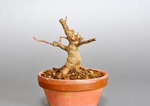 トウカエデ-H2-1（とうかえで・唐楓）盆栽の成長記録・Acer buergerianum bonsai