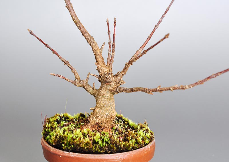 トウカエデ-H2-1（とうかえで・唐楓）雑木盆栽の植え替え前の景色・Acer buergerianum bonsai