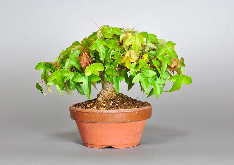 トウカエデ-H2-2（とうかえで・唐楓）雑木盆栽の販売と育て方・作り方・Acer buergerianum bonsai