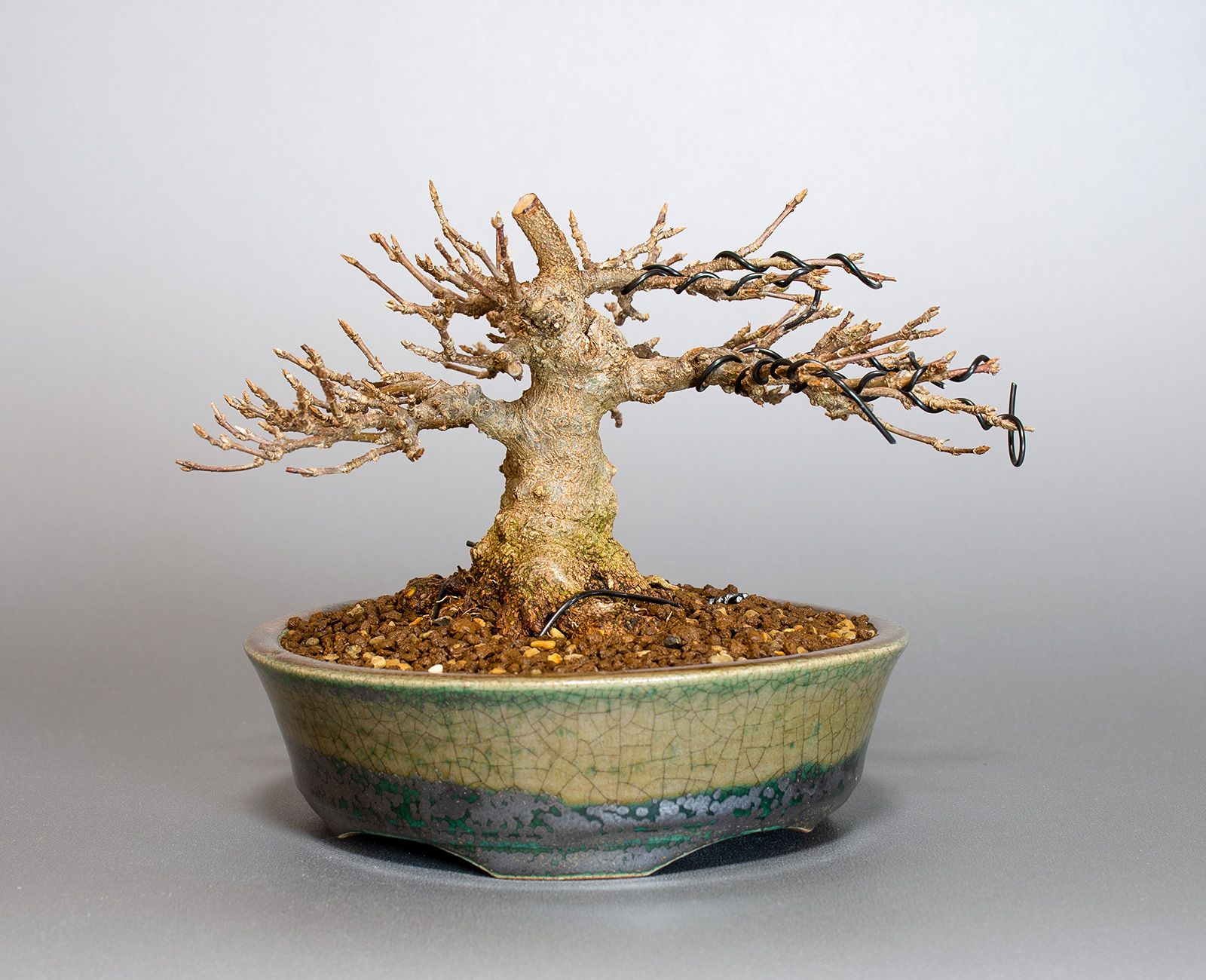トウカエデ-H2-3（とうかえで・唐楓）雑木盆栽の販売と育て方・作り方・Acer buergerianum bonsai