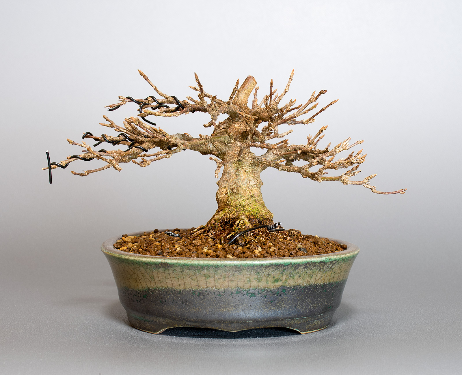 トウカエデ-H2-3（とうかえで・唐楓）雑木盆栽を裏側から見た景色・Acer buergerianum bonsai