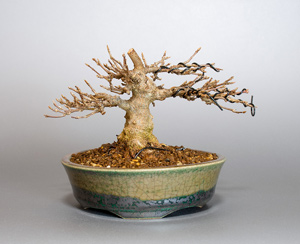 トウカエデ-H2-3（とうかえで・唐楓）盆栽の成長記録・Acer buergerianum bonsai