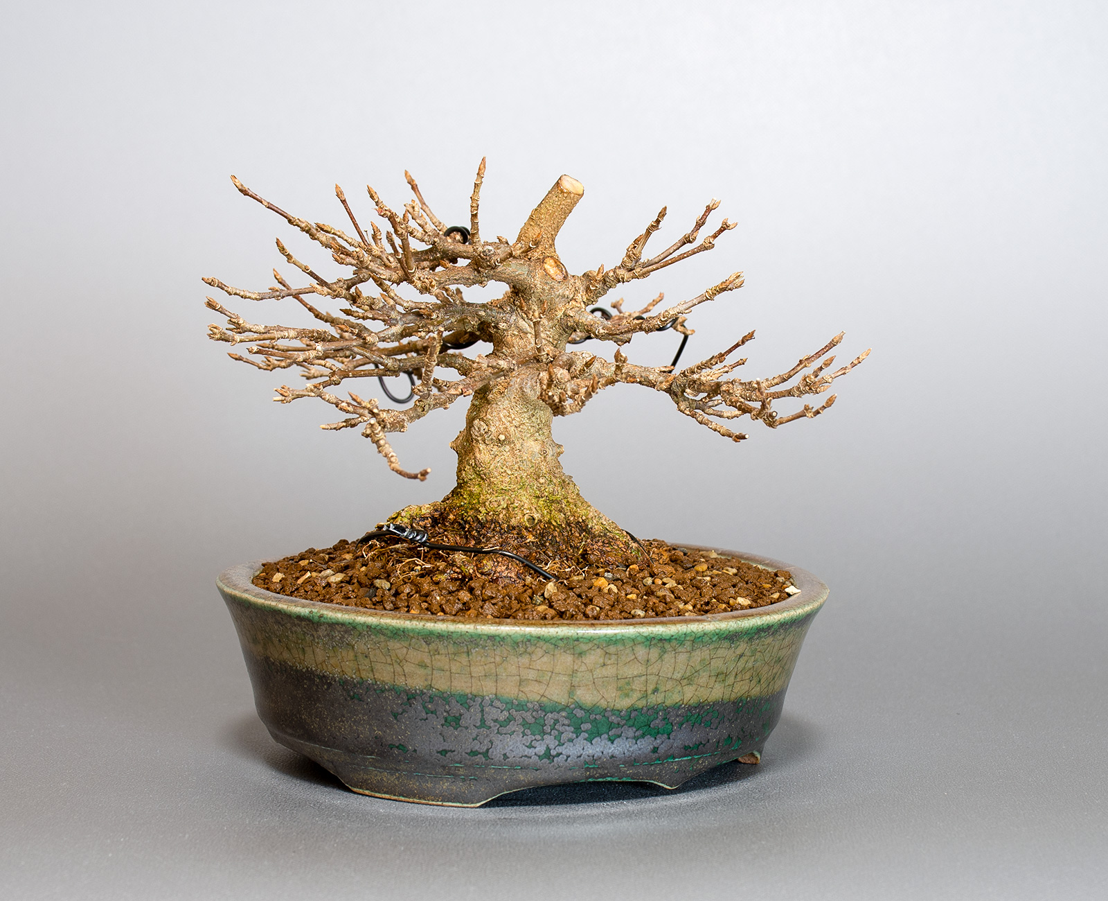 トウカエデ-H2-3（とうかえで・唐楓）雑木盆栽を左側から見た景色・Acer buergerianum bonsai