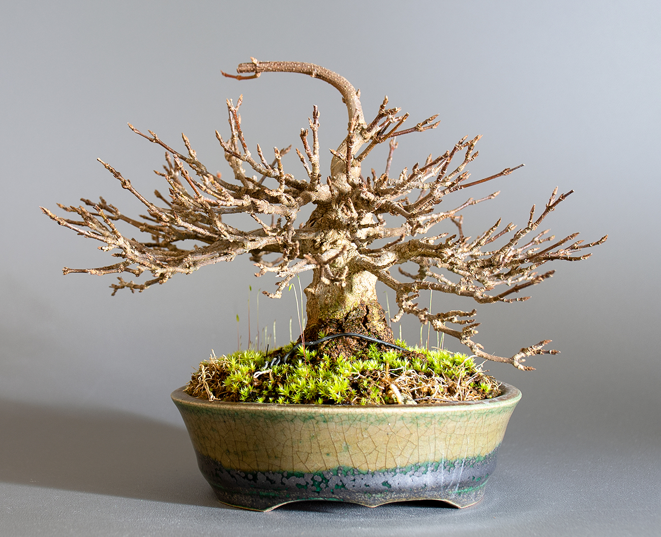 トウカエデ-H2-4（とうかえで・唐楓）雑木盆栽を裏側から見た景色・Acer buergerianum bonsai