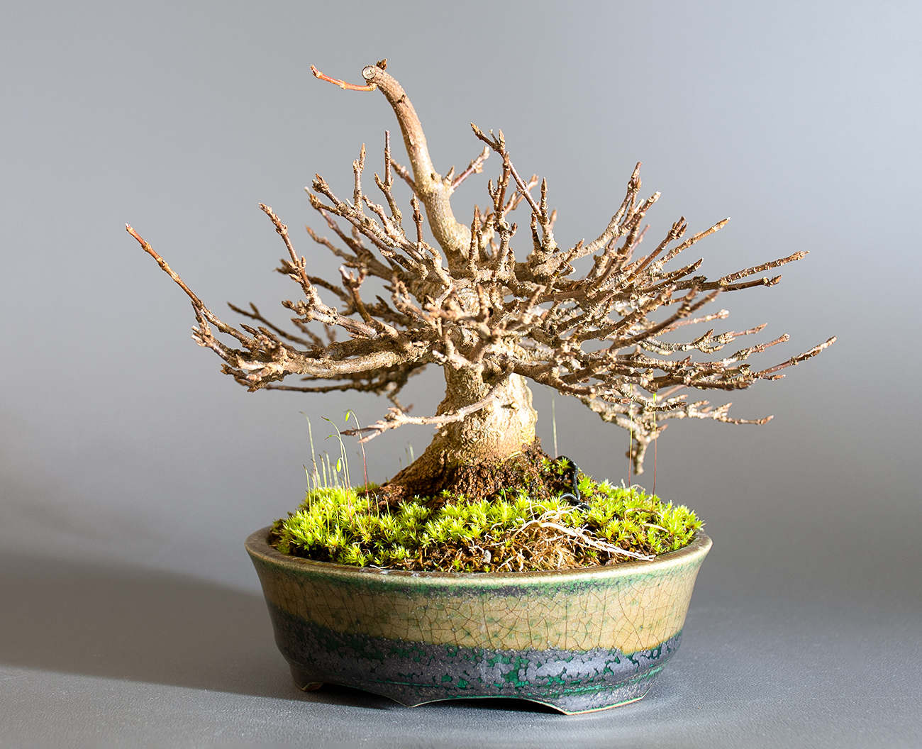 トウカエデ-H2-4（とうかえで・唐楓）雑木盆栽を右側から見た景色・Acer buergerianum bonsai