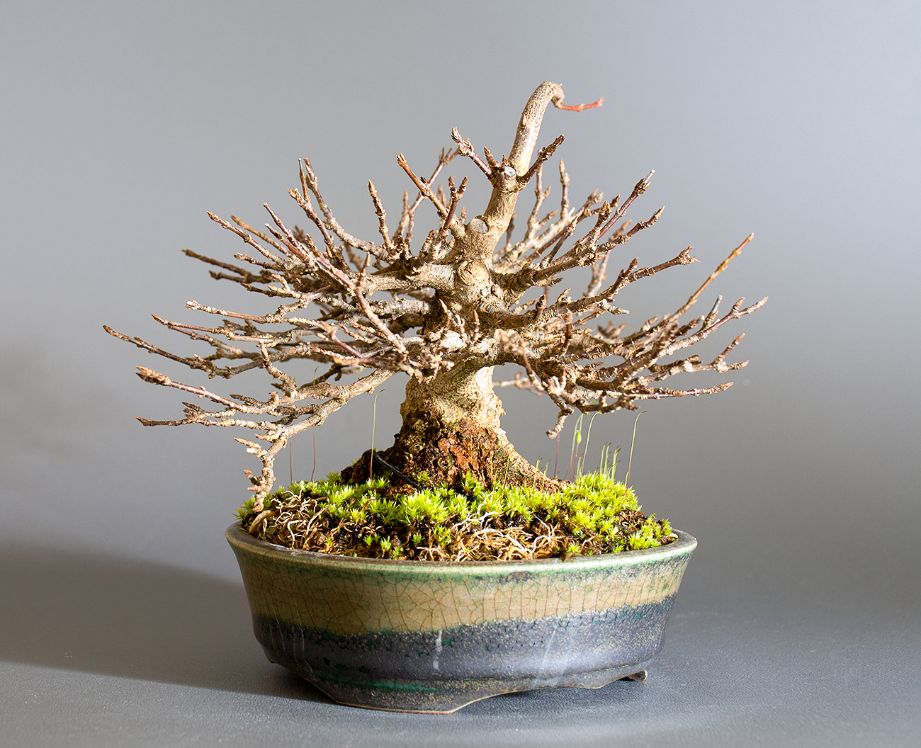 トウカエデ-H2-4（とうかえで・唐楓）雑木盆栽を左側から見た景色・Acer buergerianum bonsai