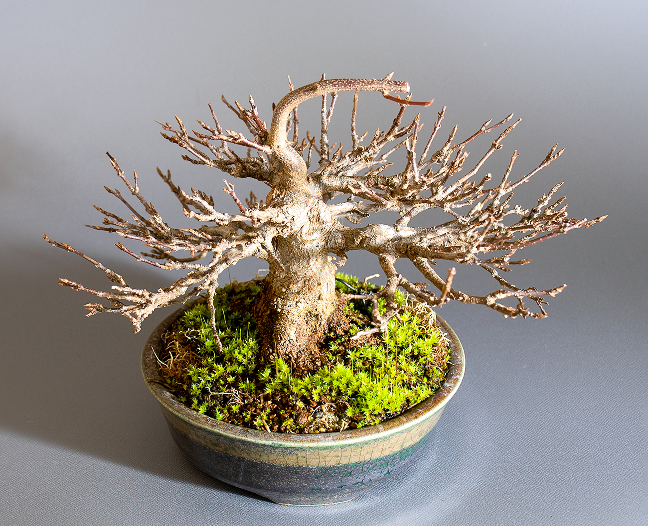 トウカエデ-H2-4（とうかえで・唐楓）雑木盆栽を左側から見た景色・Acer buergerianum bonsai