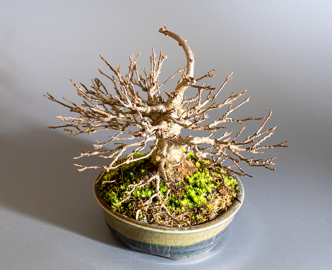 トウカエデ-H2-4（とうかえで・唐楓）雑木盆栽を左側から見た景色・Acer buergerianum bonsai