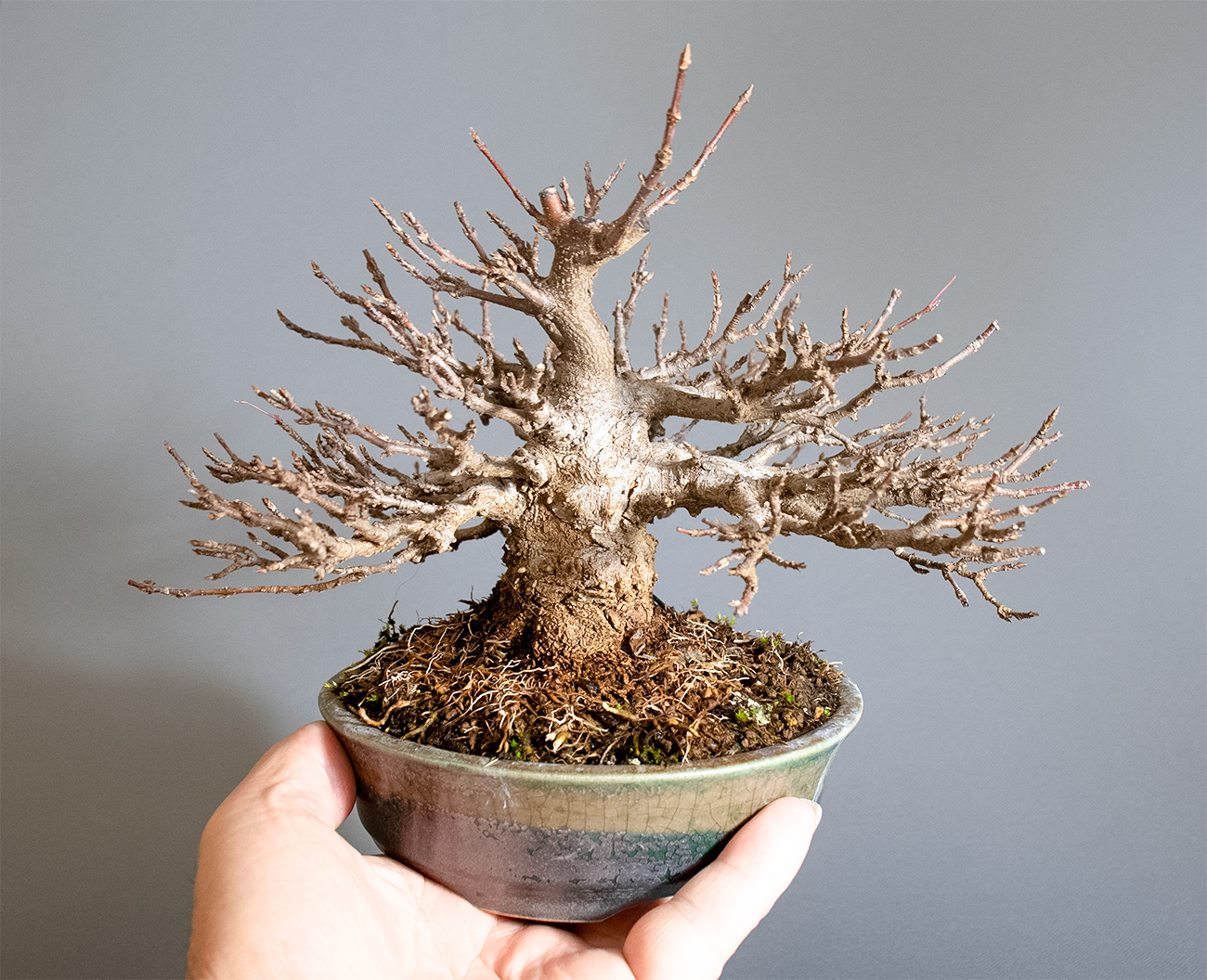 トウカエデ-H2-5（とうかえで・唐楓）雑木盆栽の手乗りの景色・Acer buergerianum bonsai