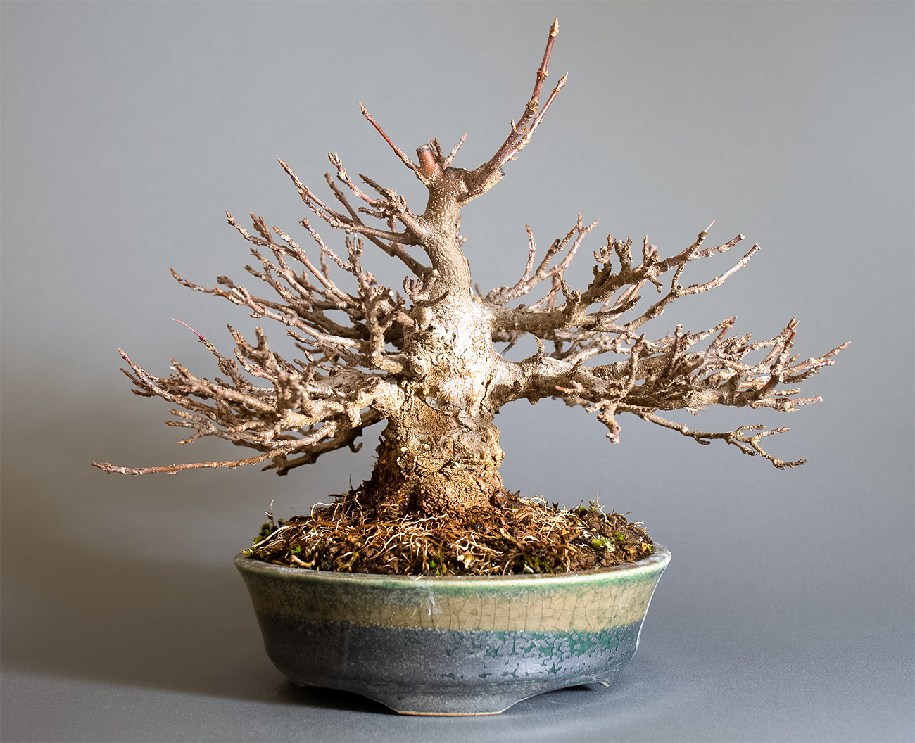 トウカエデ-H2（とうかえで・唐楓）雑木盆栽の販売と育て方・作り方・Acer buergerianum bonsai