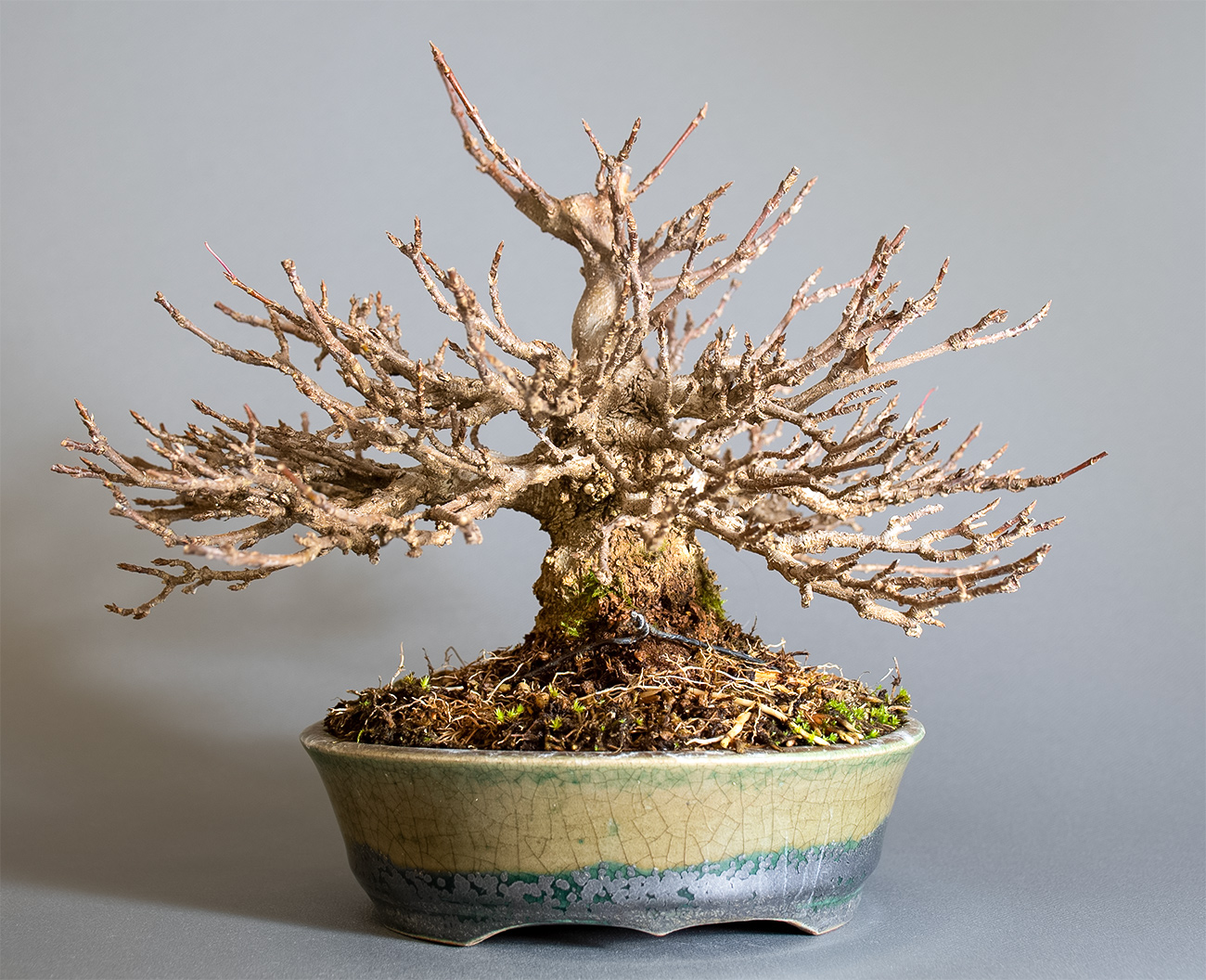 トウカエデ-H2（とうかえで・唐楓）雑木盆栽を裏側から見た景色・Acer buergerianum bonsai