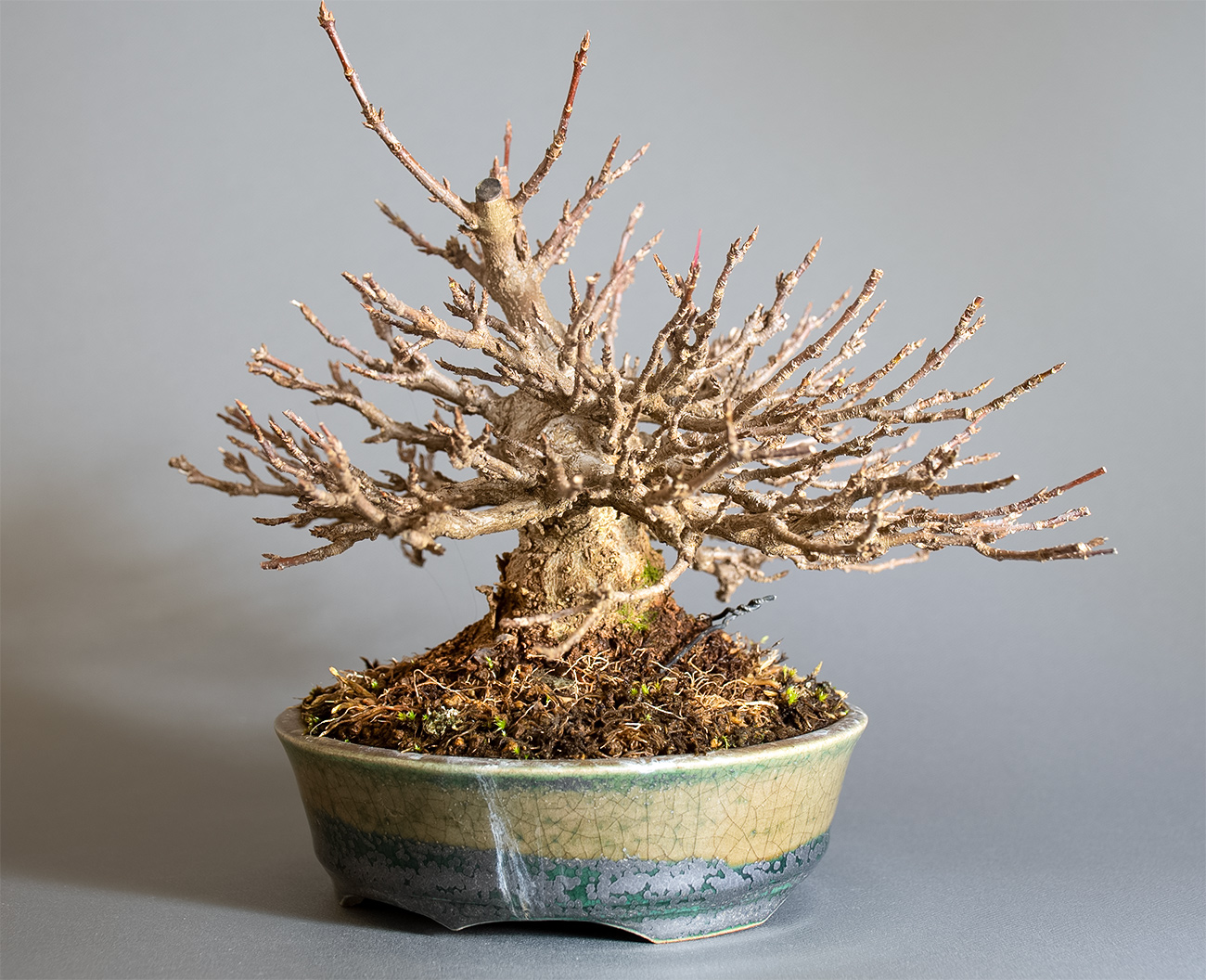 トウカエデ-H2（とうかえで・唐楓）雑木盆栽を右側から見た景色・Acer buergerianum bonsai