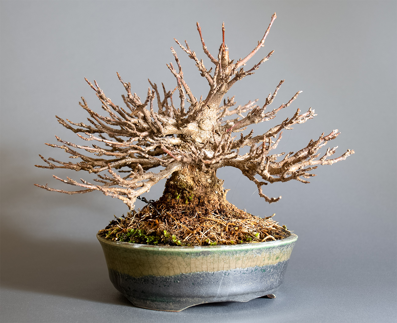 トウカエデ-H2（とうかえで・唐楓）雑木盆栽を左側から見た景色・Acer buergerianum bonsai