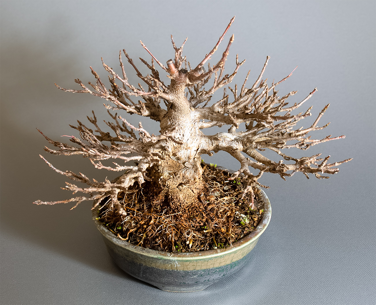 トウカエデ-H2（とうかえで・唐楓）雑木盆栽を上側から見た景色・Acer buergerianum bonsai