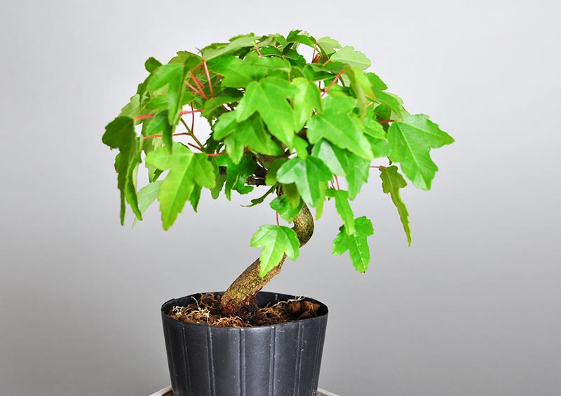 トウカエデI（とうかえで・唐楓）雑木盆栽を裏側から見た景色・Acer buergerianum bonsai