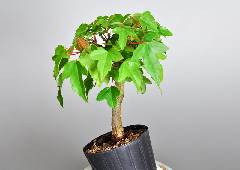 トウカエデI（とうかえで・唐楓）雑木盆栽を右側から見た景色・Acer buergerianum bonsai