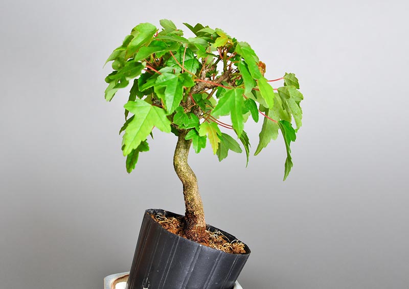 トウカエデI（とうかえで・唐楓）雑木盆栽を左側から見た景色・Acer buergerianum bonsai