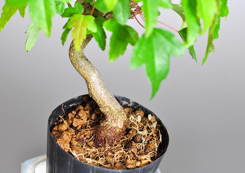 トウカエデI（とうかえで・唐楓）雑木盆栽の足元を見た景色・Acer buergerianum bonsai
